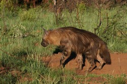 Brown Hyena Leaves.jpg