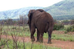 Elephant in Road.jpg