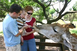 Feeding the Giraffe.jpg