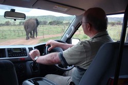 Following an Elephant.jpg