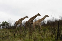 Giraffe on Edge of Hill 3.jpg