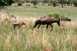 Hartebeest and Calf.jpg