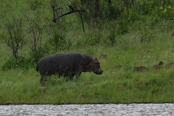 Hippo Out of Water.jpg
