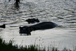 Hippo in Water.jpg