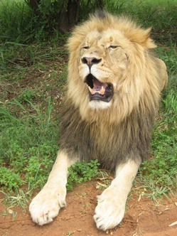 Lion roar.jpg