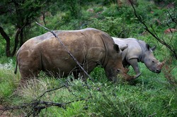 Mama Rhino and Child.jpg