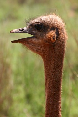 Ostrich Head and Neck.jpg