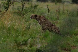 Pilanesburg Cheetah 2.jpg