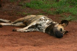 Sleeping Wild Dog.jpg