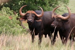 Two Buffalo.jpg