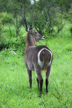 Waterbuck.jpg