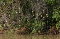 Weaverbird Nests.jpg