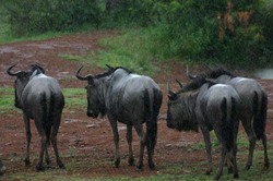 Wildebeest in Rain.jpg