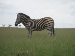 Zebra.jpg