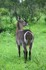 Waterbuck.jpg